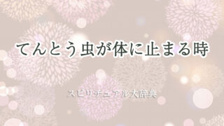 てんとう 虫 体 に 止まる スピリチュアル