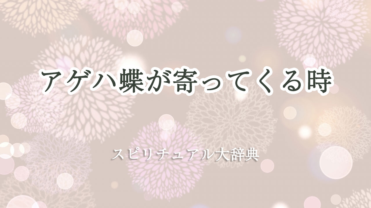 アゲハ 蝶 寄っ て くる スピリチュアル