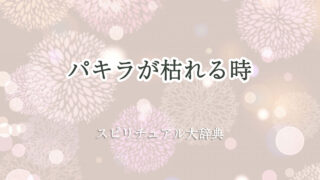 パキラ 枯れる スピリチュアル