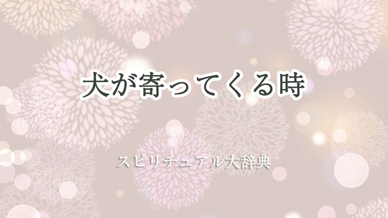 犬が寄ってくる時