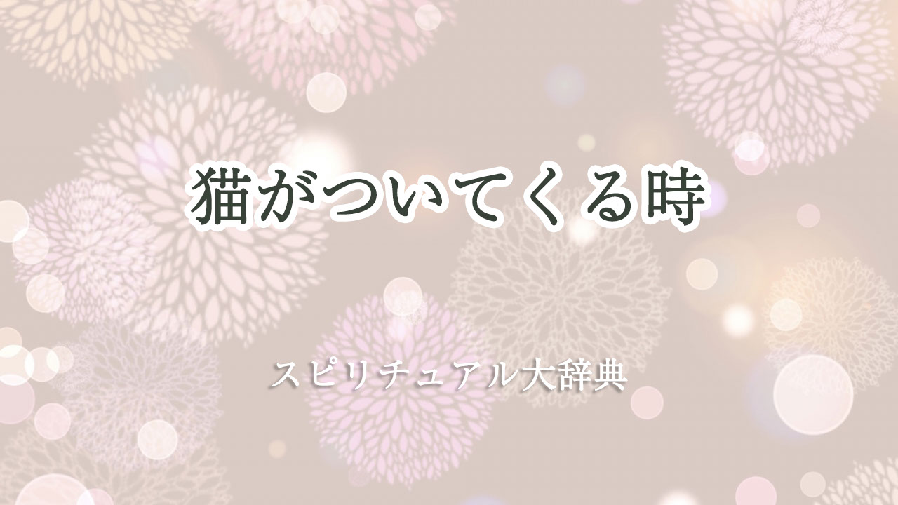 猫 が ついて くる スピリチュアル