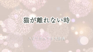 猫 が 離れ ない スピリチュアル