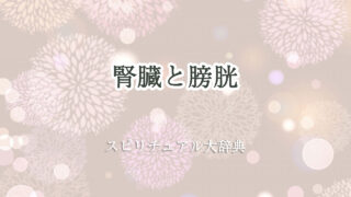 腎臓 膀胱 スピリチュアル