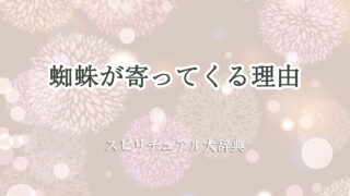 蜘蛛 寄っ て くる 理由 スピリチュアル