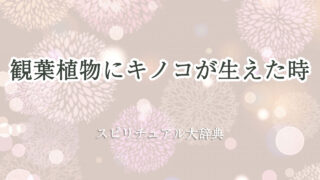 観葉 植物 に キノコ スピリチュアル