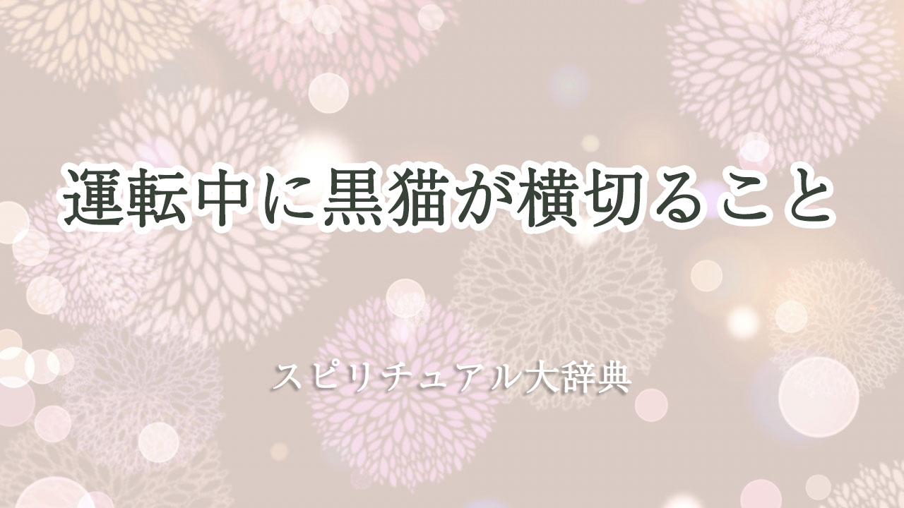 運転 中 黒 猫 が 横切る スピリチュアル