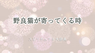 野良猫 が 寄っ て くる スピリチュアル