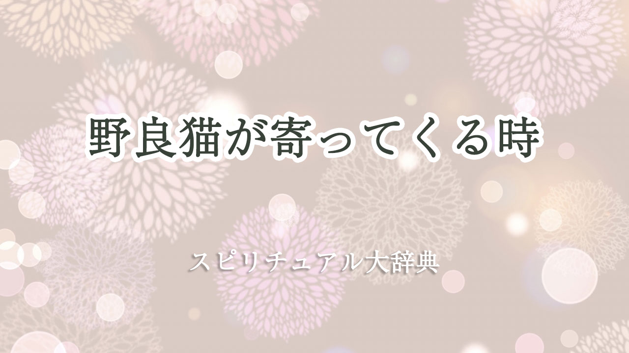 野良猫 が 寄っ て くる スピリチュアル