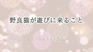 野良猫 遊び に 来る スピリチュアル