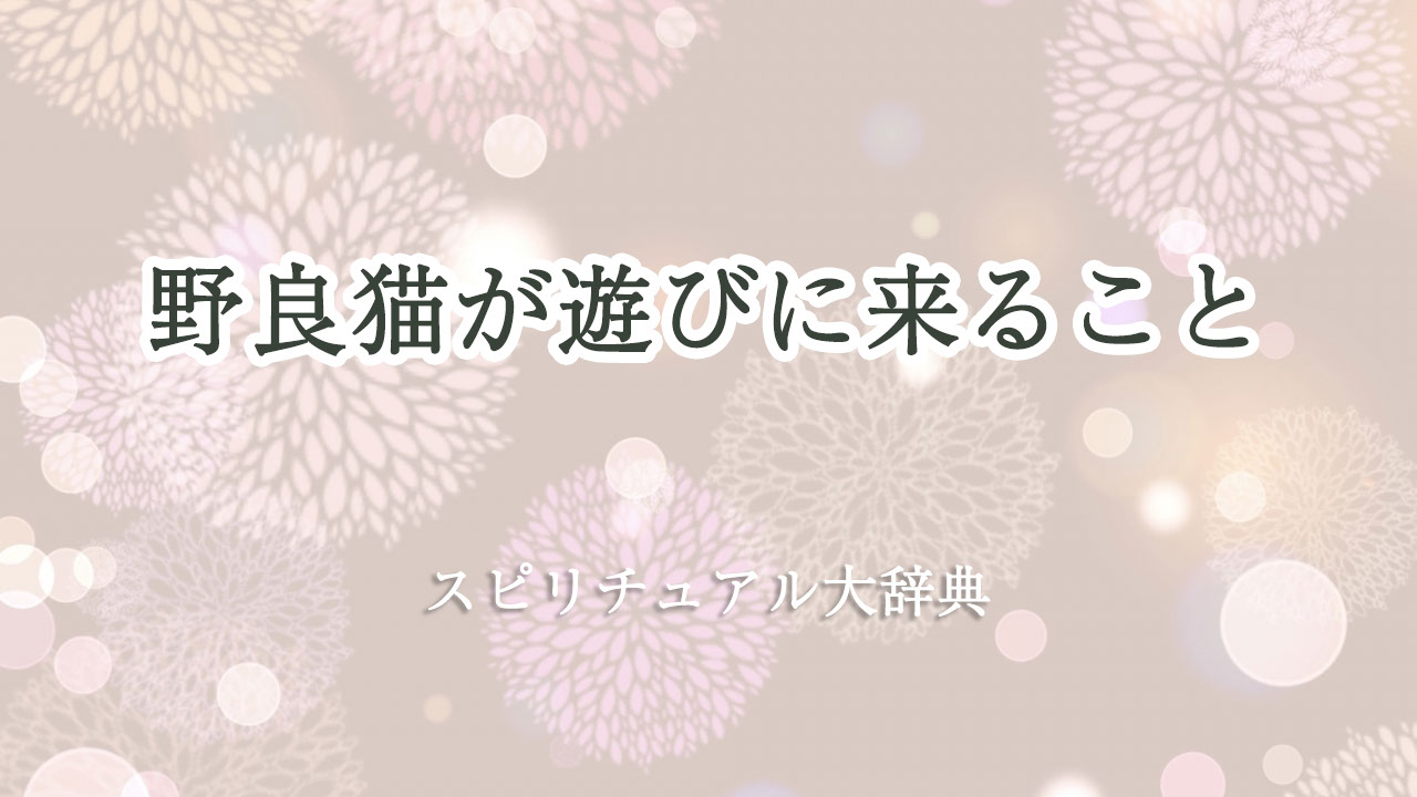 野良猫 遊び に 来る スピリチュアル