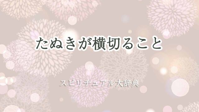 たぬき-横切る-スピリチュアル