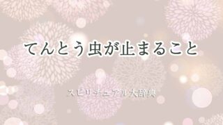 てんとう虫-止まる-スピリチュアル