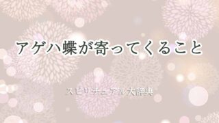 アゲハ蝶が寄ってくる-スピリチュアル