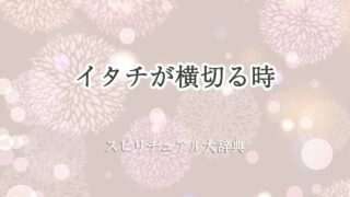 イタチ-が-横切る-スピリチュアル