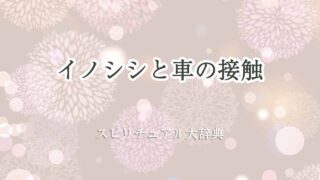 イノシシ-車-スピリチュアル