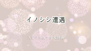 イノシシ遭遇-スピリチュアル