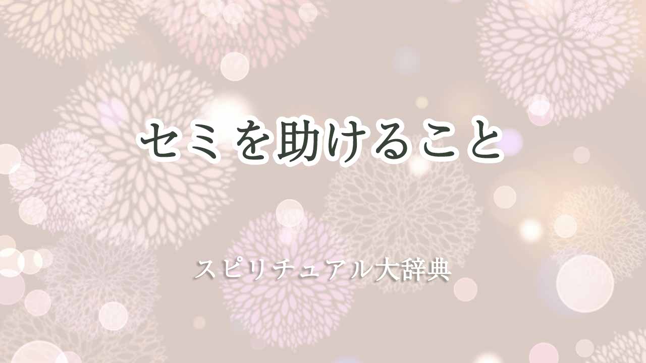 セミを助ける-スピリチュアル