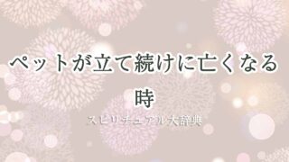 ペット-が-立て続け-に-亡くなる-スピリチュアル