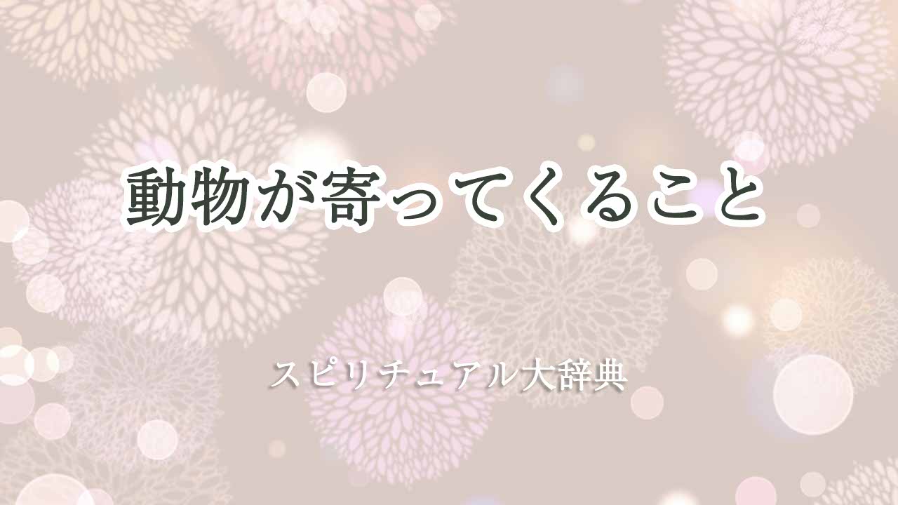 動物が寄ってくる-スピリチュアル