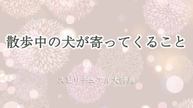 散歩中の犬が寄ってくる-スピリチュアル