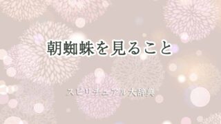 朝蜘蛛を見る-スピリチュアル