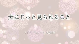 犬に-じっと見-られる-スピリチュアル