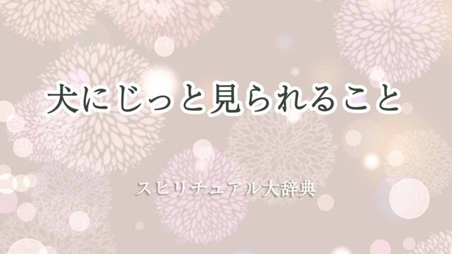 犬に-じっと見-られる-スピリチュアル