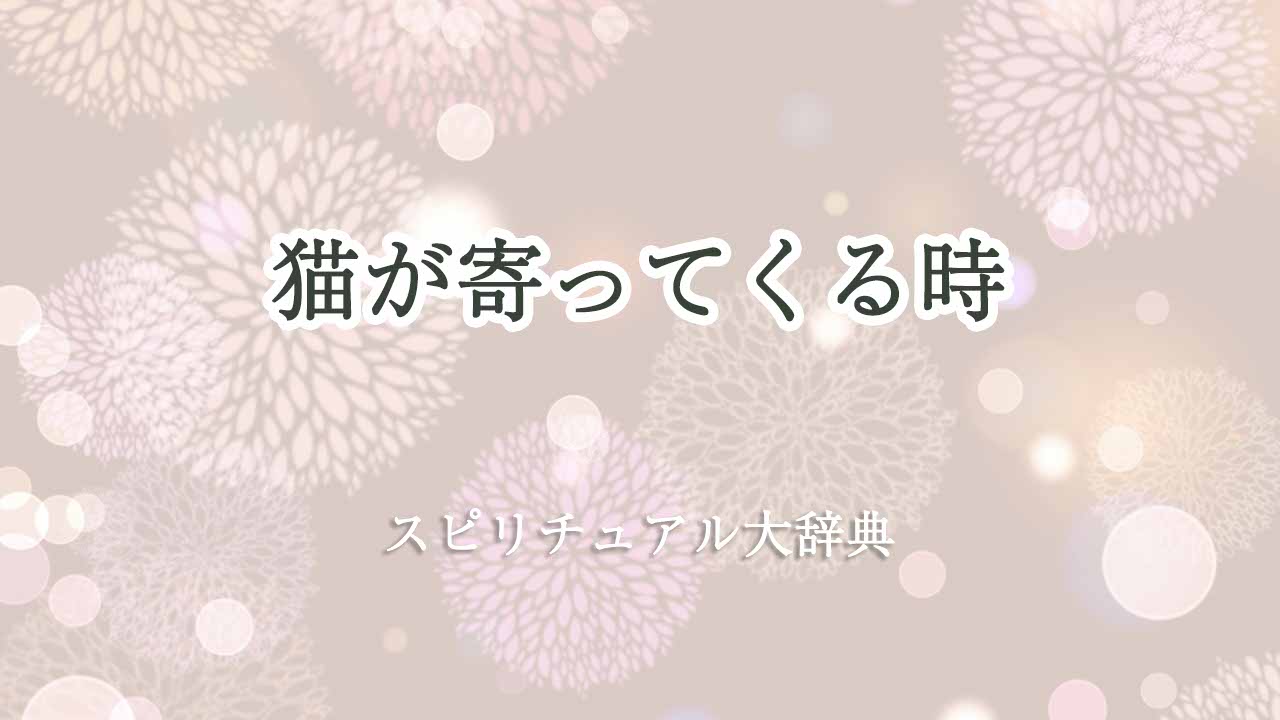 猫-寄ってくるスピリチュアル