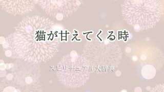猫が甘えてくる-スピリチュアル