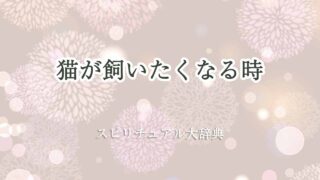 猫が飼いたく-なる-スピリチュアル