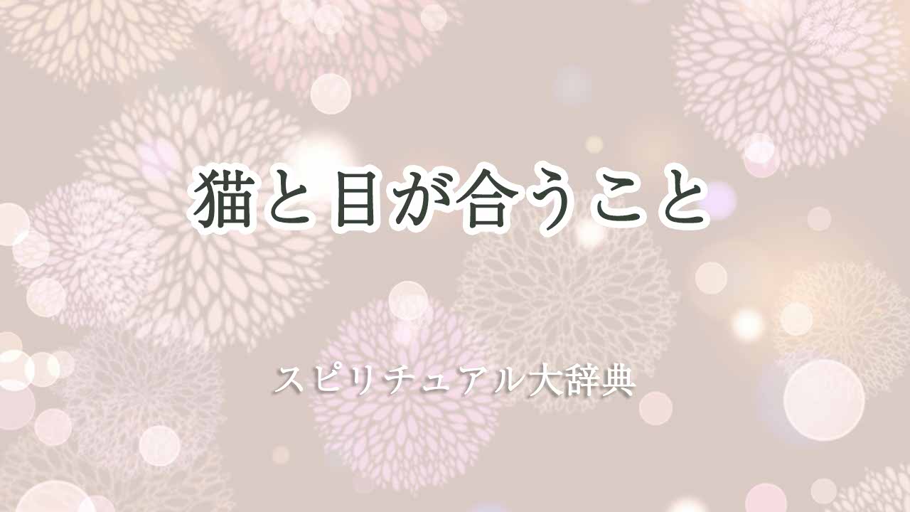 猫と目が合う-スピリチュアル