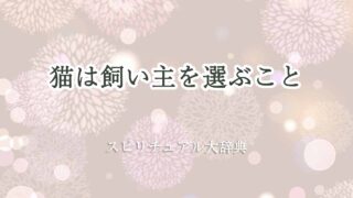 猫は-飼い主-を選ぶ-スピリチュアル