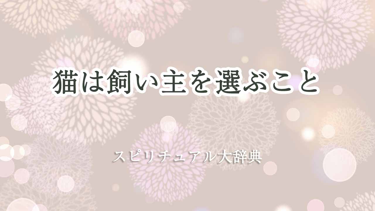 猫は-飼い主-を選ぶ-スピリチュアル