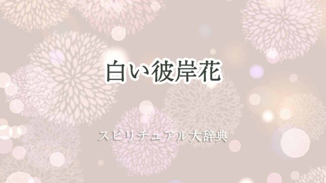 白い-彼岸花-スピリチュアル