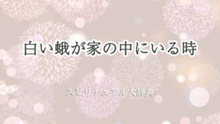 白い蛾-家の中-スピリチュアル