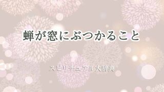 蝉-窓にぶつかる-スピリチュアル