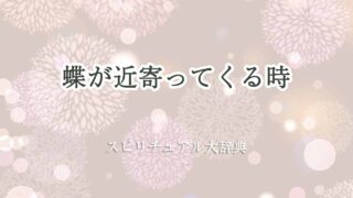蝶が近寄ってくる-スピリチュアル