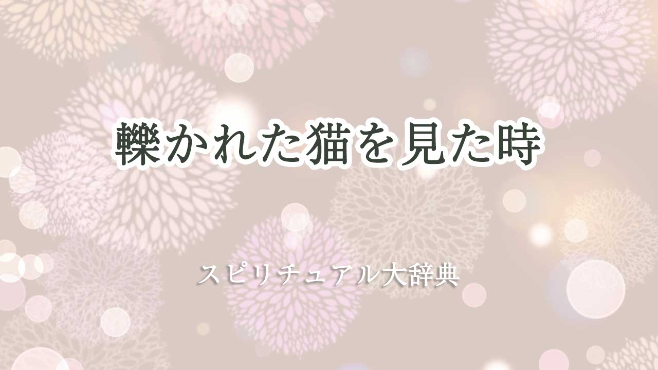 轢かれた猫 スピリチュアル