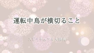 運転中-鳥が横切る-スピリチュアル