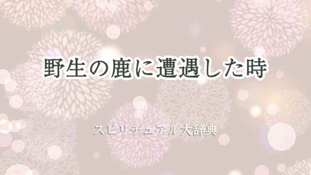 野生-の-鹿に-遭遇-スピリチュアル