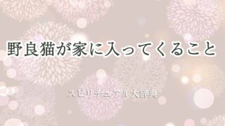 野良猫-が家に入ってくるスピリチュアル
