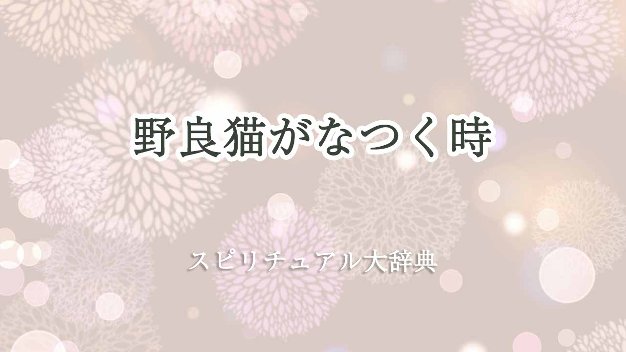 野良猫-なつく-スピリチュアル