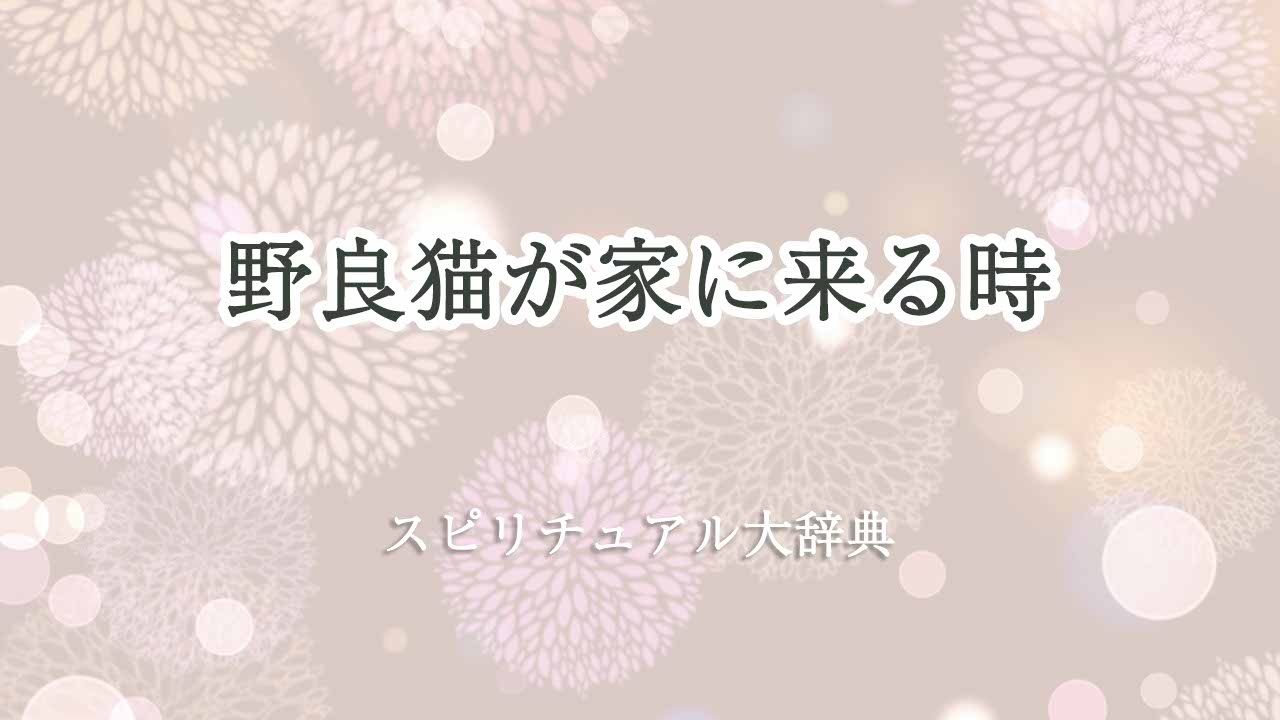 野良猫が家に来る-スピリチュアル