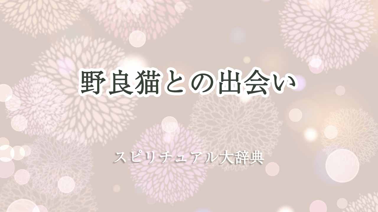 野良猫との出会い-スピリチュアル