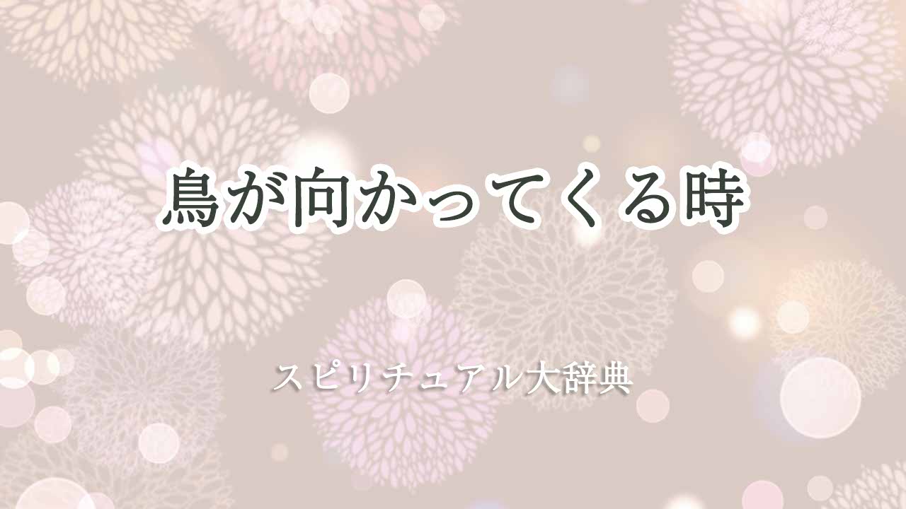 鳥が向かってくる-スピリチュアル