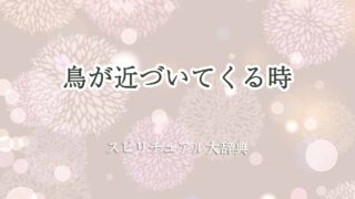 鳥が近づいてくる-スピリチュアル