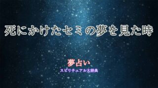 夢占い-死にかけたセミ