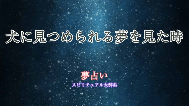 夢占い-犬-見つめられる