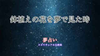 夢占い花-鉢植え